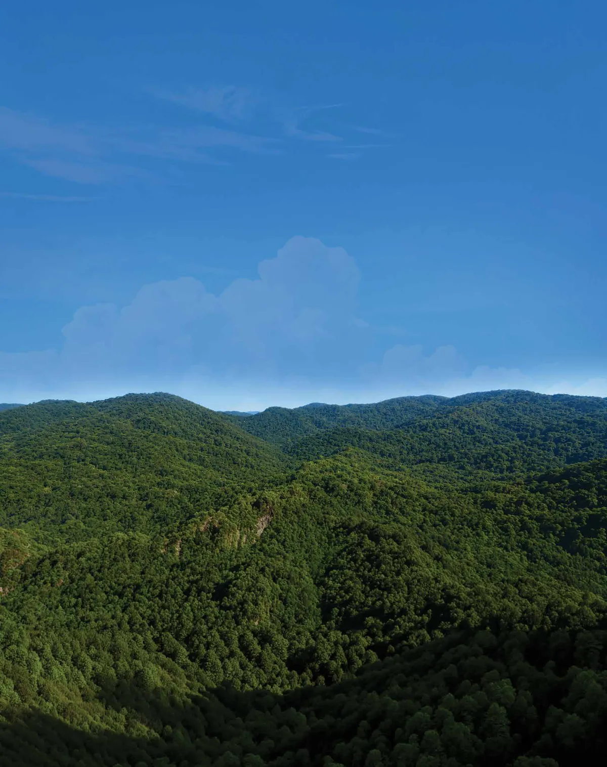Lifelong green views across the wooded hills of the Sanjay Gandhi National Park